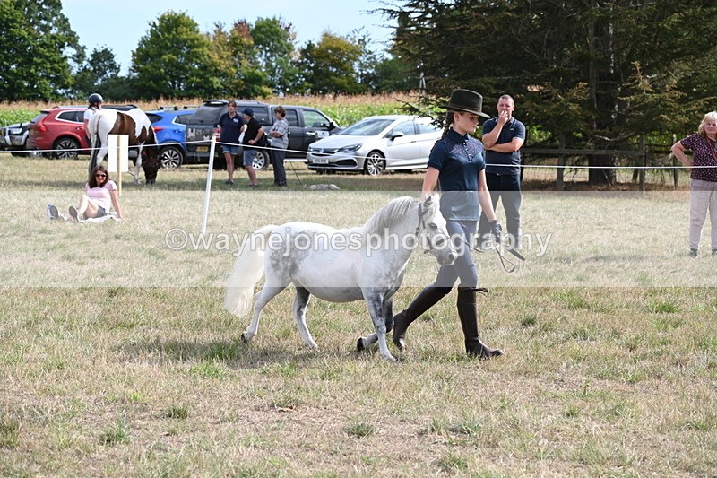 WJ6_7066 - Class 21 Shetland & Mini Horses