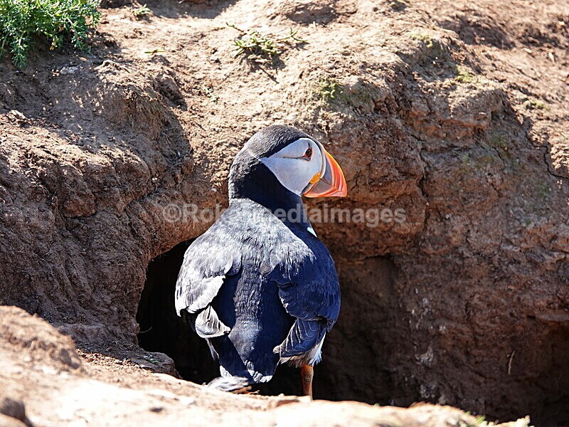 DSC00357 - Skomer 2019