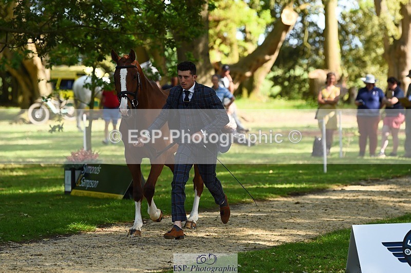 230524-170326-01256 - 131-FORTSIDE_COBRA-Freddie_Carden-WEDTrotUp+DR