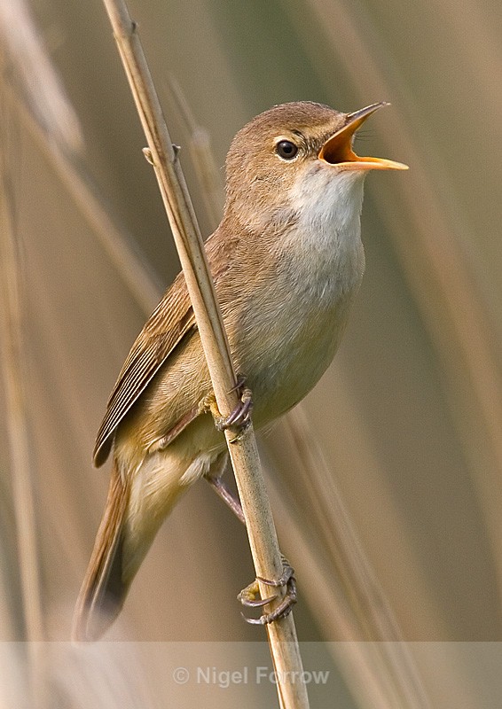 Reed Warbler singing at Otmoor - Reed Warbler