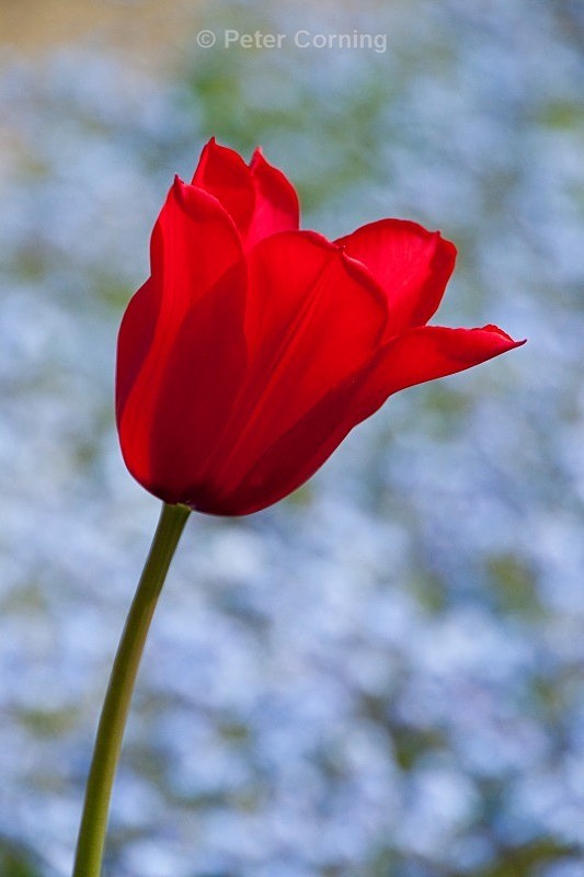  - Flowers