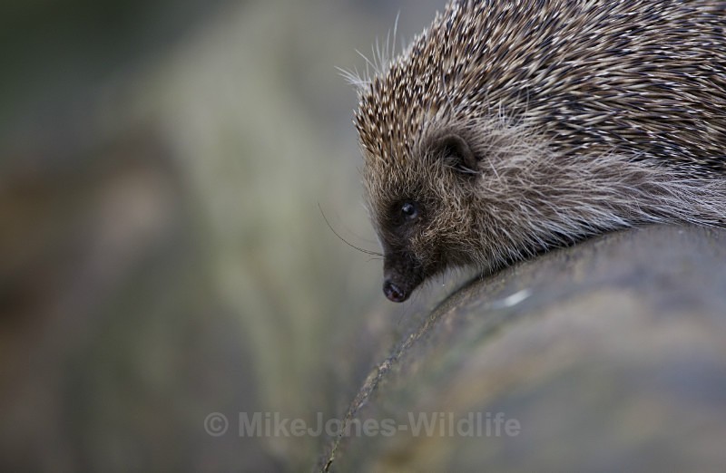 HEDGEHOGS - HEDGEHOGS