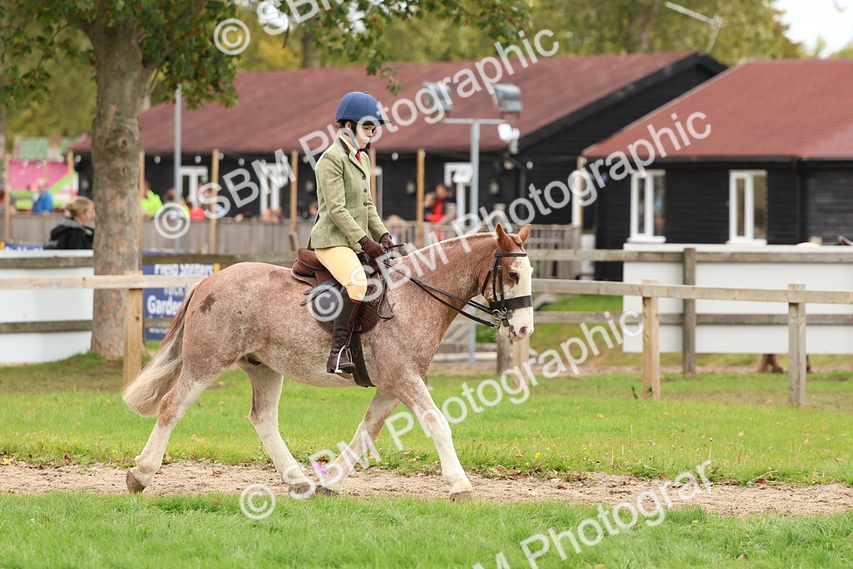 SBM_67521 - S60 - Mini Show Cob Ridden