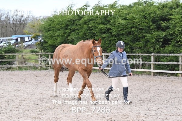 BPP_7286 - RING 1  (RIDDEN HORSES / IN HAND / VETERAN ETC)