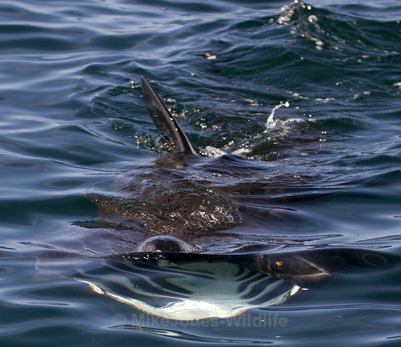 Basking Shark, Isle of Mull, Scotland - Basking Sharks ( ISLE OF MULL, SCOTLAND )