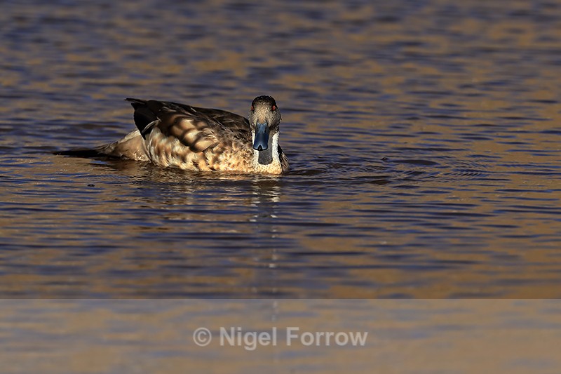 Crested Duck late afternoon, Machuca, Chile - Crested Duck