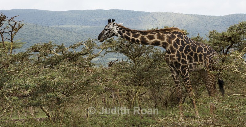 Giraffe in Acacia - Tanzania Birds and Mammals