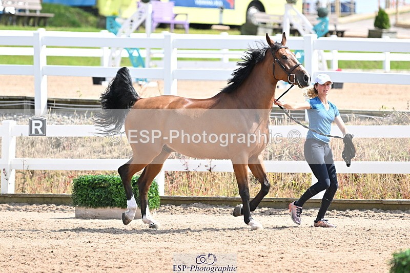 240717A-152057-02776 - Trot Up 3pm to 4pm