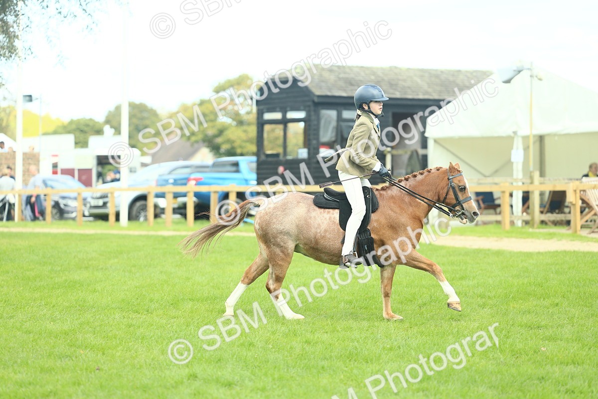 SBM_44672 - S31 - Working Hunter Pony