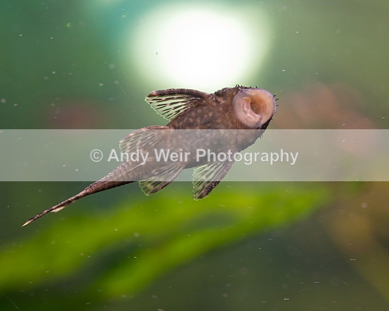 20110918-_MG_6444 - Fish