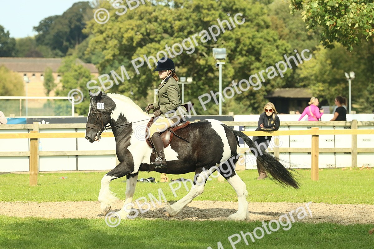 SBM_68820 - S58 - Mini Show Cob Ridden