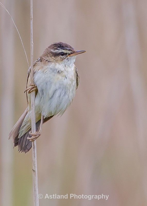 Astland Photography, Bird and Wildlife Images, Susan and Peter Wilson, U.K.