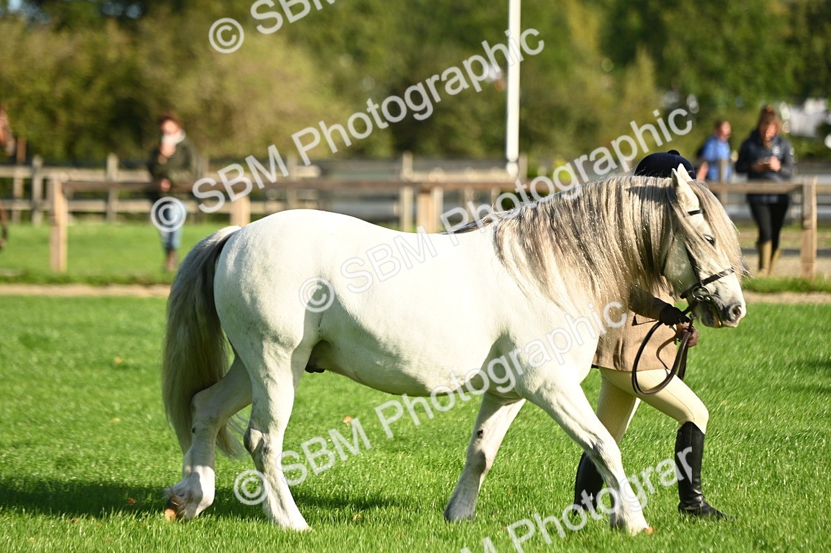 SBM_14703 - S1 - TSR in Hand Horse & Pony Showing
