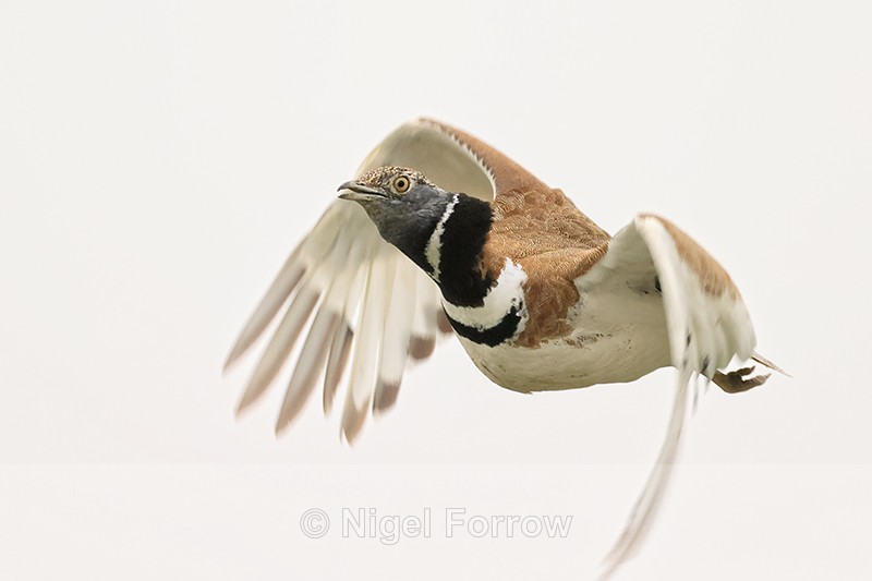 Little Bustard flying close view, Montgai, Catalonia, Spain - Little Bustard