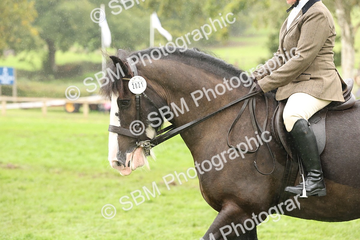 SBM_69832 - S69 - Show Cob Ridden