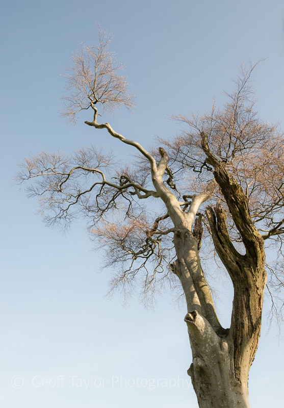 0833 Linley beeches - Stiperstones