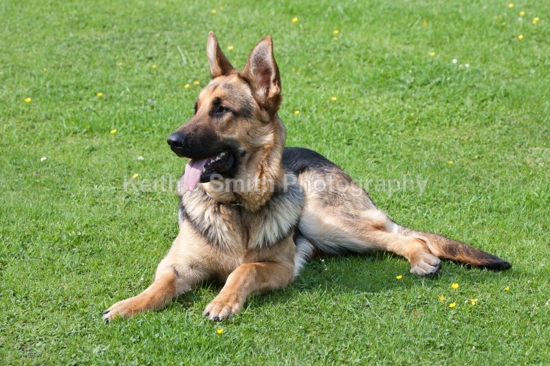 KJS_8975 (RM) - Working Dogs