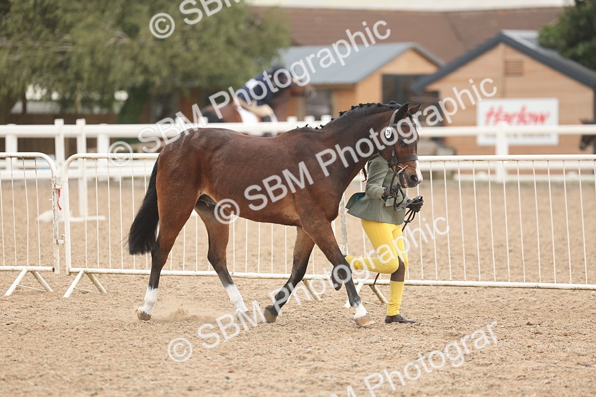 SBM_00467 - Class 13 Young Handler