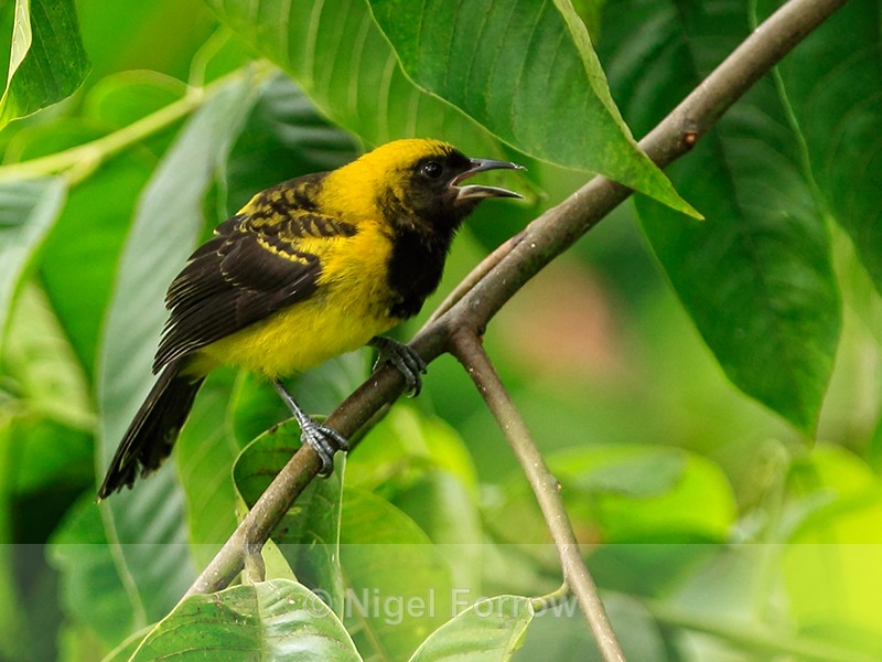 Black-cowled Oriole, Costa Rica - Black-cowled Oriole