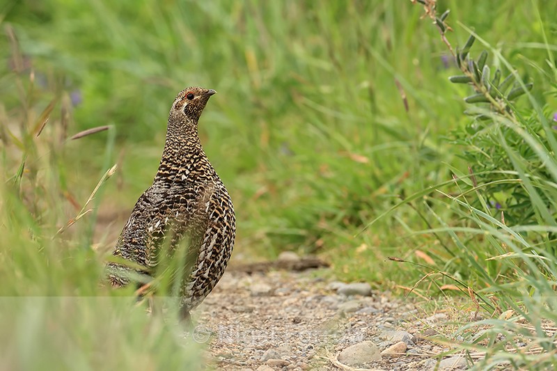 Spruce Grouse (female), Silver Salmon Creek, Lake Clark NP, Alaska - Spruce Grouse