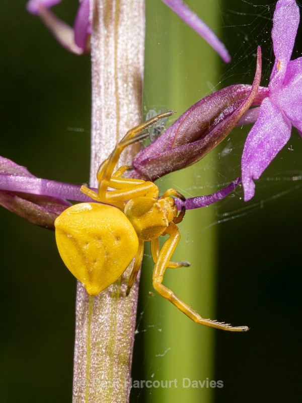 Crab spider (Thomisus onustus) ♀︎ - Ten Metres from Home 2021