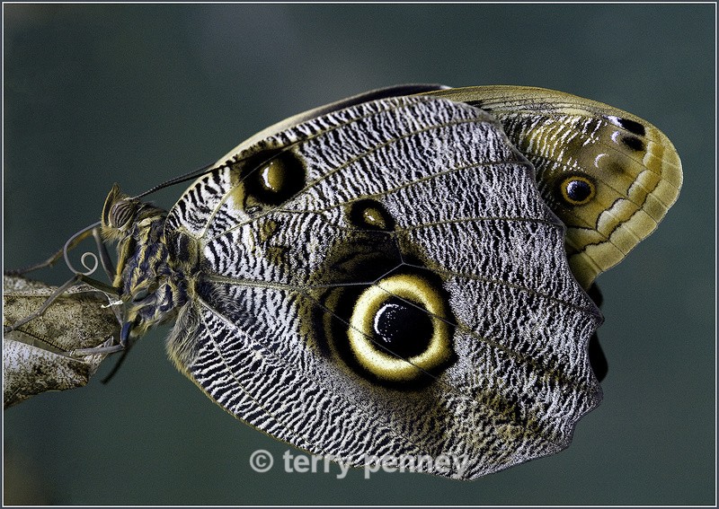 Butterfly 1 (Captive) - Insects & Spiders