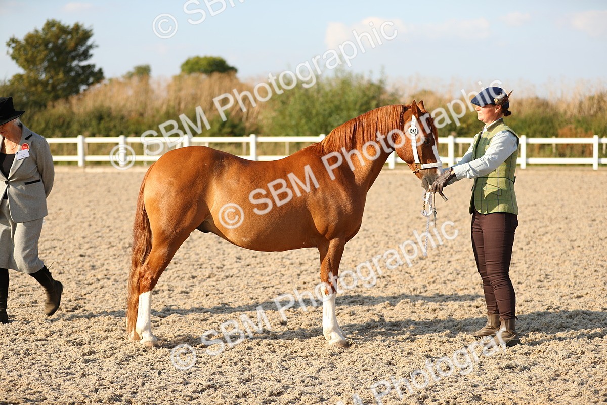 SBM_09006 - Class 29 IH Veteran Pony