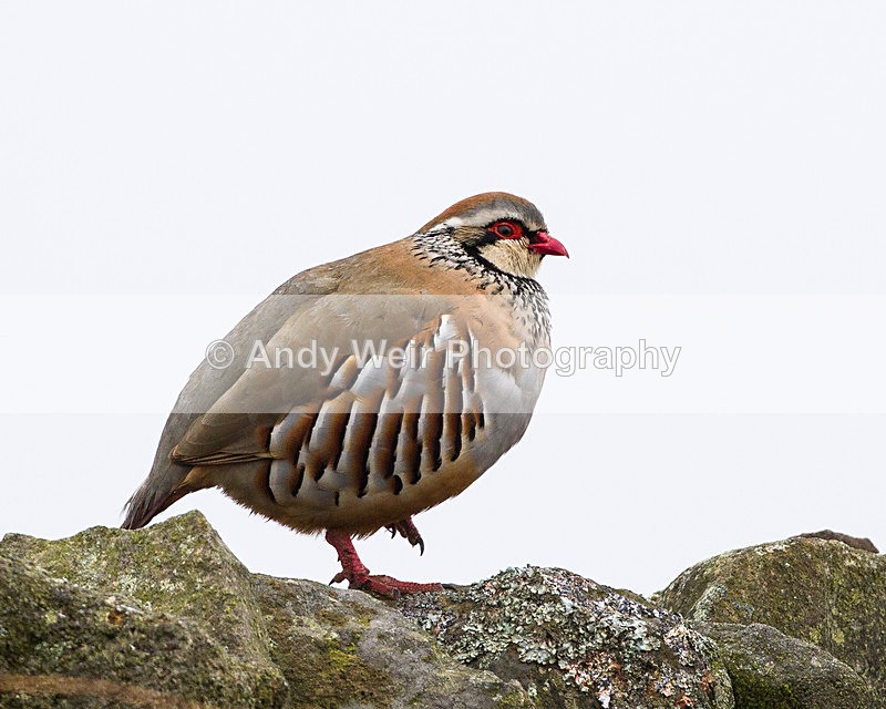 20130412-_MG_2867 - Gamebirds