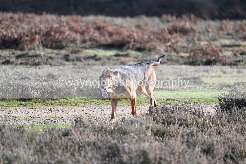 WJ7_7999 - Line 3 (no line 4 or 5)