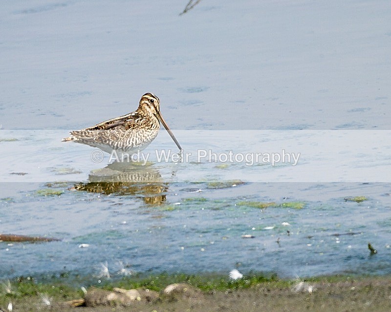 20110730-_MG_6383 - Common Snipe