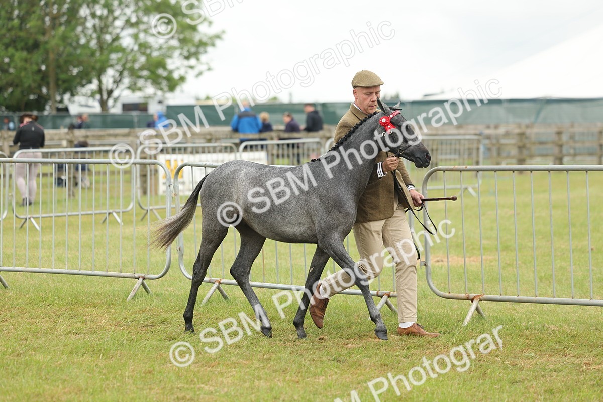 SBM_05363 - Class 68-73 - Riding Pony Breeding