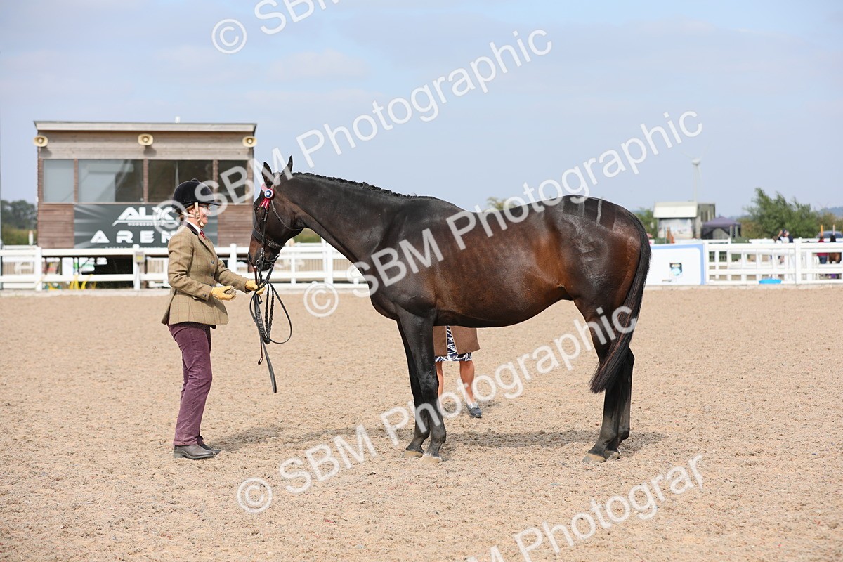 SBM_15946 - Class 313 IH Retired Racehorse