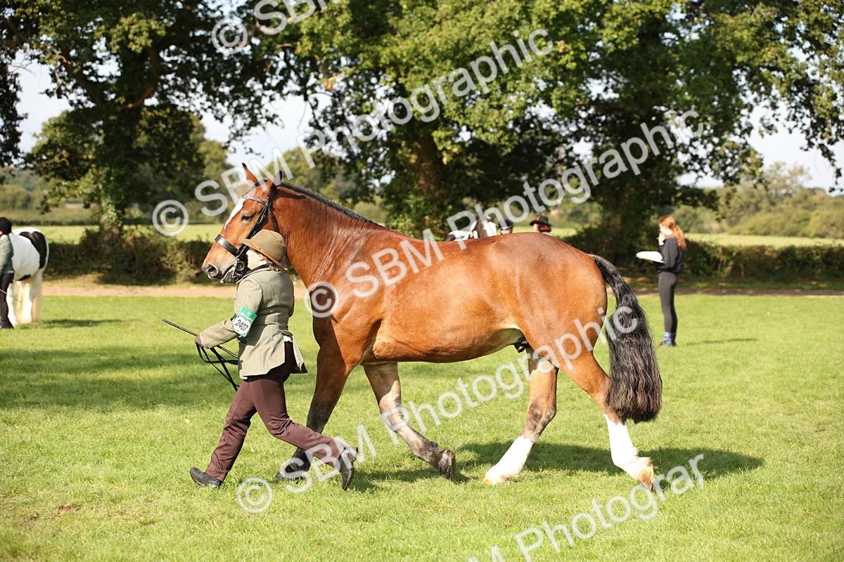 SBM_61203 - S54 - Show Cob In Hand