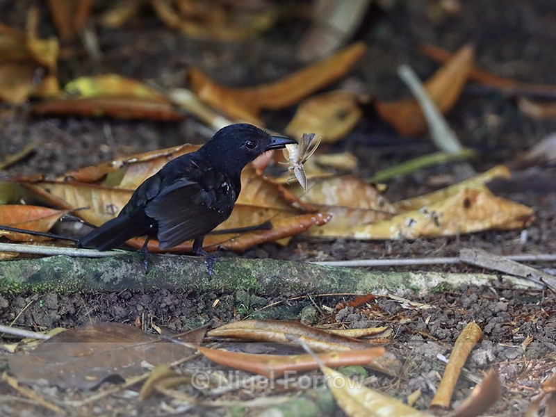 Black-hooded Antshrike (male) with food, Drake Bay, Costa Rica - Black-hooded Antshrike