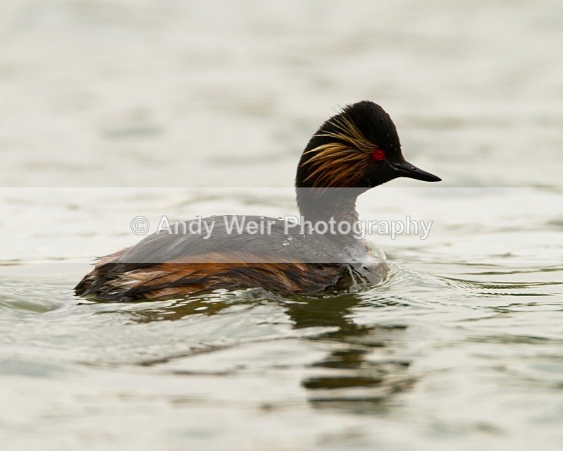 20110416-IMG_3932 - Black-necked Grebe