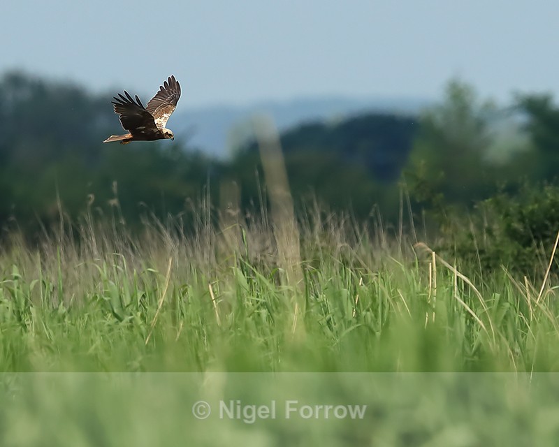 Marsh Harrier hunting low over reeds, Otmoor RSPB - Marsh Harrier