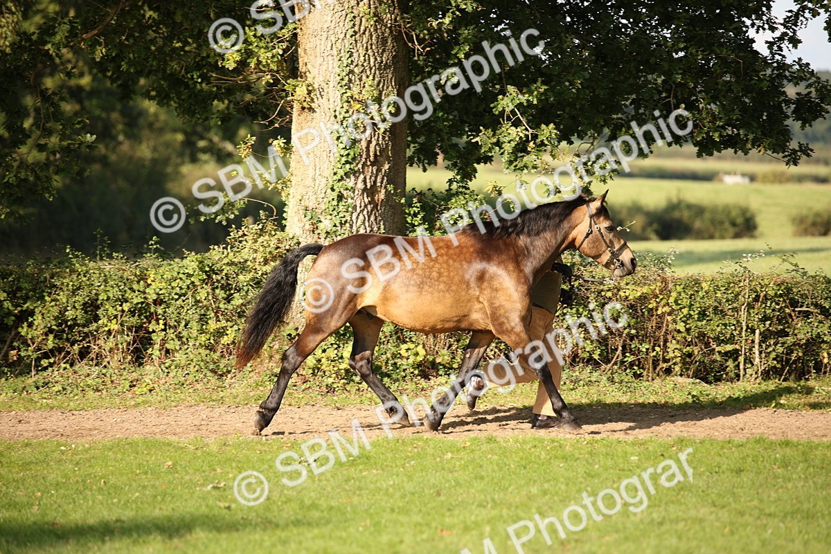 SBM_59351 - S52 - Other Coloured Horse In Hand