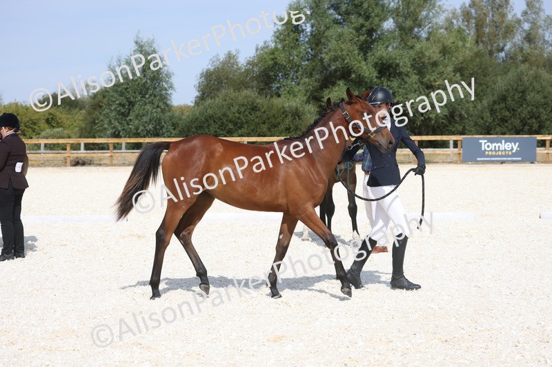 20260802-0913 - Class 9 - Youngstock