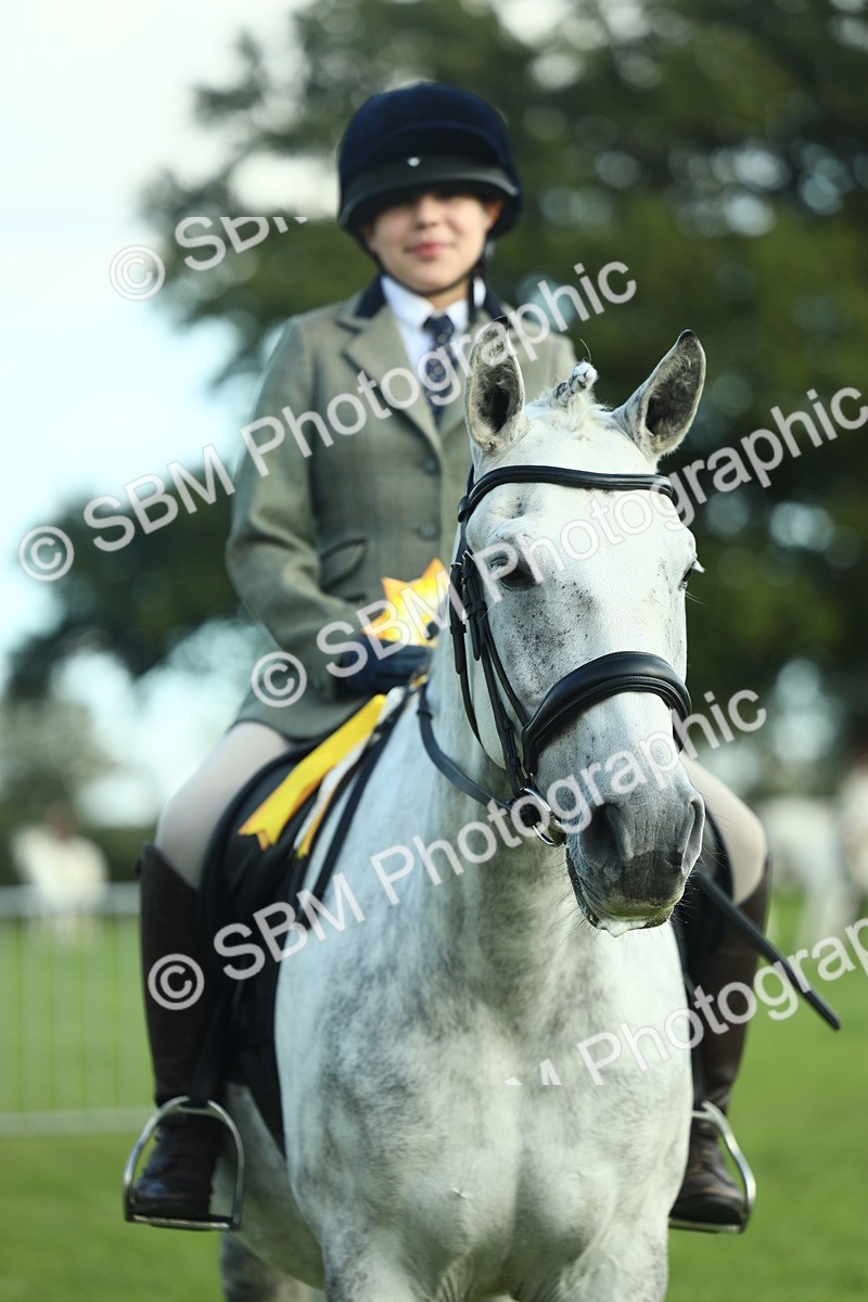 SBM_49950 - S32 - Novice & Newcomers Working Hunter