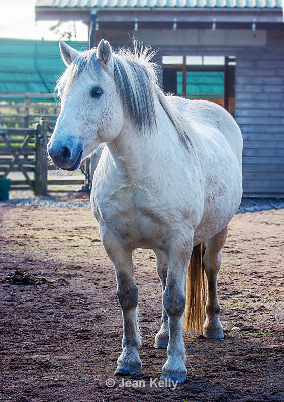 Highland Pony - DSC_0871 - Horses, Ponies and Donkeys