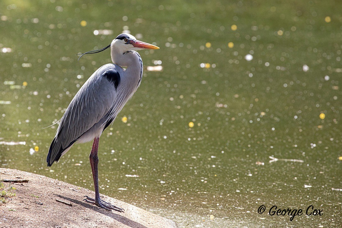 Bird Grey Heron - South Africa - Limpopo