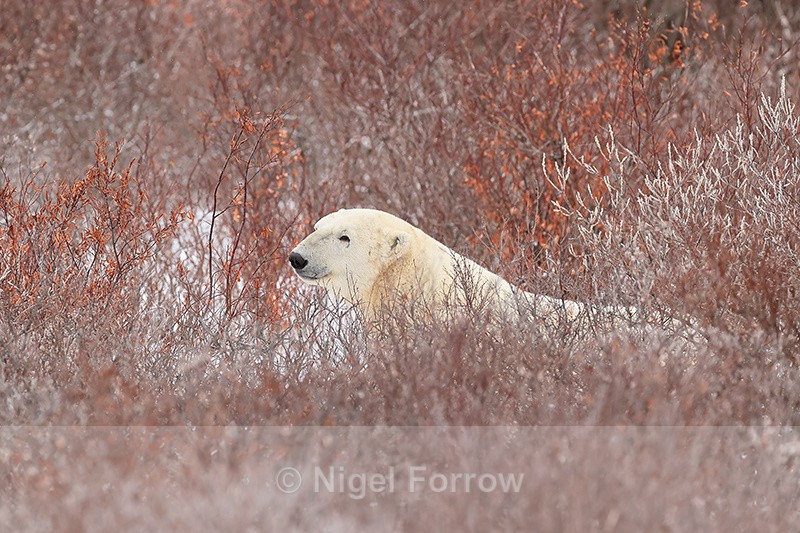 Polar Bear resting in willow, Churchill, Canada - Polar Bear