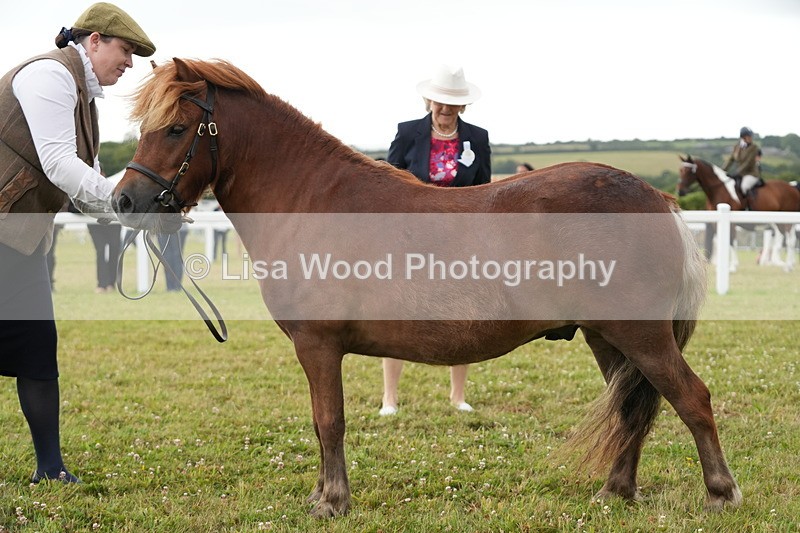 DSC04580 - Class 46: NPS Shetland Youngstock