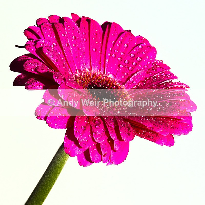 20140202-3K8A8668-2793 - Plants & Flowers