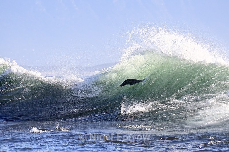 Cape Fur Seal surfing wave, Seal Island, False Bay, South Africa - Seal