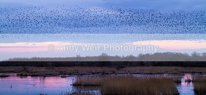20140301-_MG_5725 - Woolston Eyes Nature Reserve