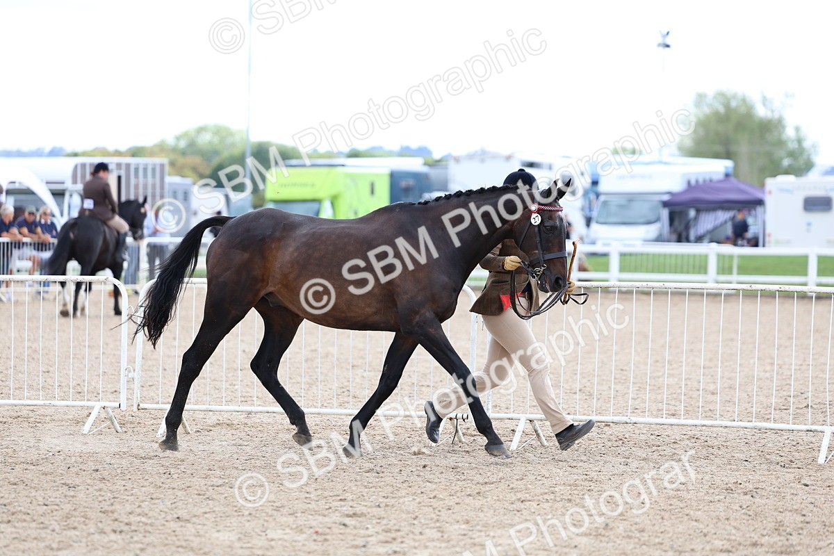 SBM_15253 - Class 313 - IH Retired Racehorse