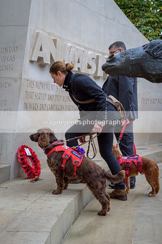 NGP_8257 - 2024 Animals in War Remembrance Gathering