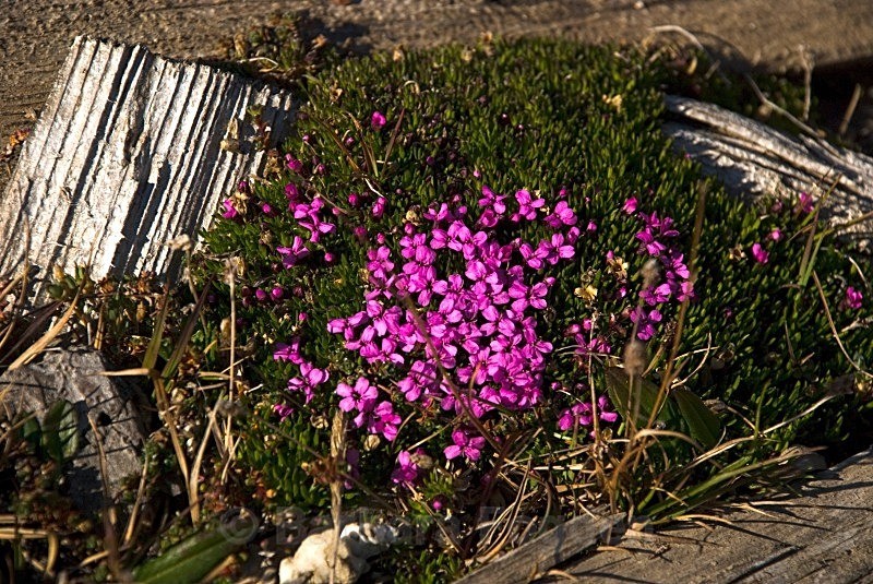 Moss campion 0851 - Summer time