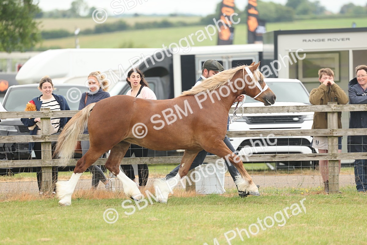 SBM_04960 - Class 50-57 - M&M Welsh Pony In Hand